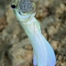 jawfish_yellowhead_dd_fc_v_0366_tci1568_rv.jpg
